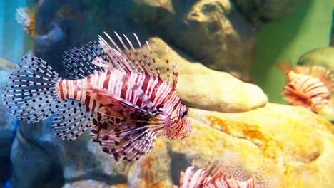 Lionfish-detail-in-aquarium-ecosystem