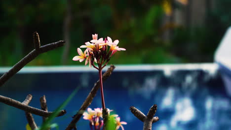 Tropical-plumeria-flowers-by-swimming-pool-at-backyard,-tilt-down-selective-focus-close-up