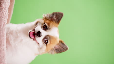 Chihuahua-yawning-during-studio-recording-with-green-background---chroma-key