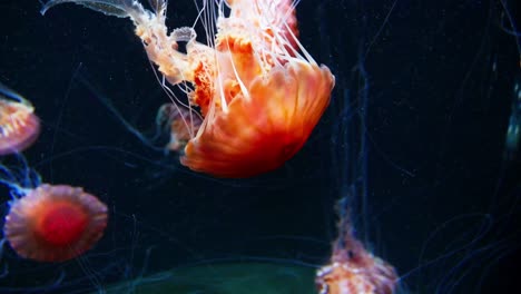 Large-amount-of-Jellyfish-in-reddish-hue-in-aquarium