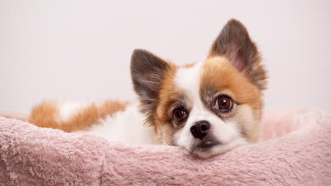 Kleiner-Chihuahua-In-Seinem-Bett,-Das-Sich-Ausruht,-Aber-Aufmerksam-In-Die-Kamera-Schaut