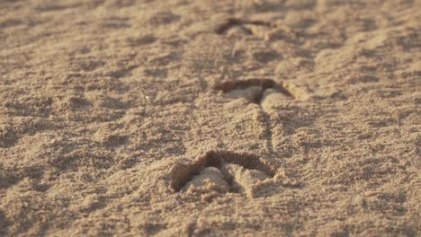 Seagull-created-footprints-in-the-sand,-camera-follows-the-path-with-tracks-left