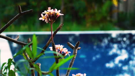 Blooming-frangipani-flowers-in-garden-by-swimming-pool,-selective-focus-close-up
