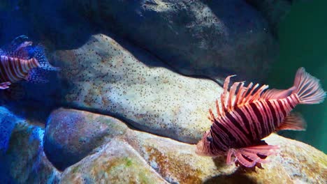 Group-of-Magnificent-lionfish-next-to-rocks-in-a-large-aquarium
