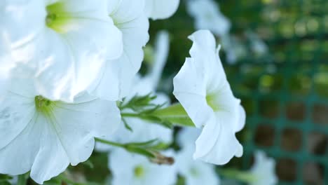 Vertical-Shot---Beautiful-White-Petunia-Axillaris-Blooming-In-The-Farm