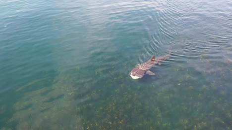 A-rare-shot-of-a-basking-shark,-by-drone,-as-it-swims-through-the-sea-off-the-north-coast-of-the-Isle-of-Skye