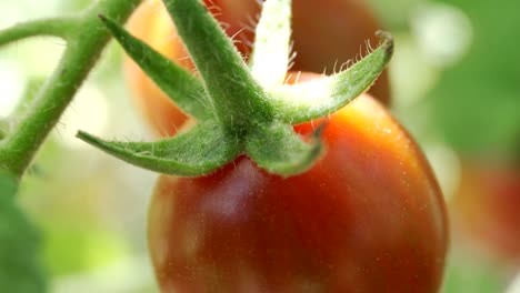 Rote-Reife-Tomate-Auf-Rebstiel-Im-Bio-Bauernhof.-Makroaufnahme