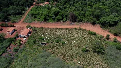 Rotating-aerial-drone-shot-of-a-herd-of-cows-on-a-Brazilian-farm-in-the-Chapada-Diamantina-National-park-in-Northern-Brazil-with-various-houses-surrounded-by-green-trees-and-a-small-red-dirt-road