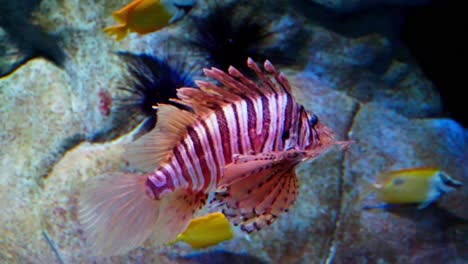 Lionfish-detail-in-the-aquarium-ecosystem