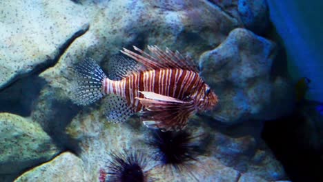 Magnificent-lion-fish-next-to-rocks-in-large-aquarium