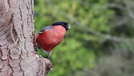 Bullfinch-bird,-eating-seeds-from-the-tree-in-the-forest,-eurasian-male-example
