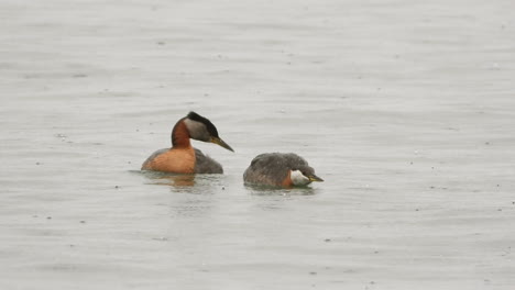 Male-and-female-Red-necked-Grebe-mating-ritual,-breeding-season-in-lake,-close