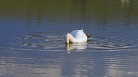 Close-up-of-a-white-adult-swan-eating-on-a-calm-lake-making-ripple