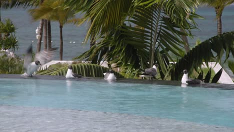 4K-Möwen,-Die-Aus-Dem-Infinity-Pool-In-Den-Blauen-Wasservögeln-Und-Palmen-Der-Bahamas-Trinken