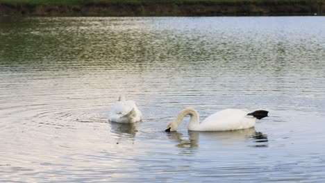 Two-swans-floating-on-a-calm-lake-with-ripples-and-eating,-static-shot
