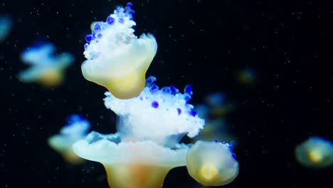 Kleine-Meeresgewässer,-Die-Sich-In-Einem-Beleuchteten-Aquarium-Bewegen