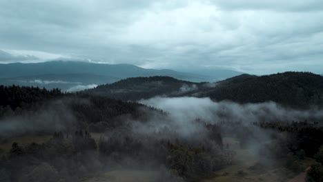 Misty-dark-forest-after-rain
