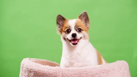 Cute-dog-posing-for-video-in-the-studio-with-chroma-key-background