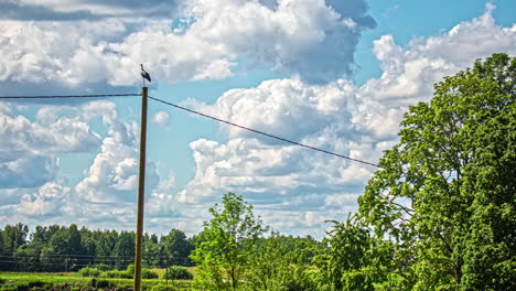 Huge-cumulonimbus-cloudscape-over-the-countryside-with-a-white-stork-perched-on-a-utility-pole-in-the-foreground---time-lapse