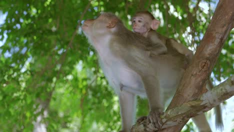 In-Danang-City,-Vietnam's-Khi-Son-Tra-peninsula,-a-little-monkey-sits-at-the-back-of-its-mother-monkey-while-the-latter-climbs-a-tree