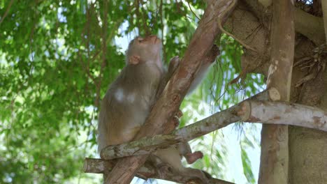 Mono-Dorado-Cuidando-A-Sus-Crías-En-Un-árbol-En-La-Ciudad-De-Danang,-En-La-Península-Khi-Son-Tra-De-Vietnam