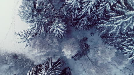 Snow-and-frost-cover-the-trees-in-a-frozen-forest-at-winter---straight-down-aerial-view