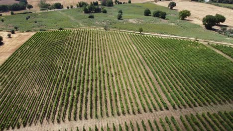 Italian-vineyard-from-above-in-a-rural-area