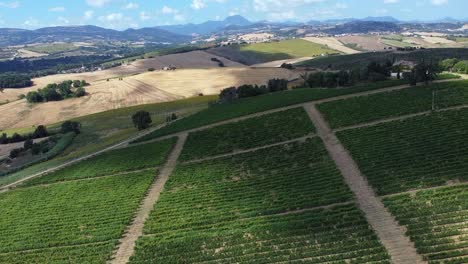 Aerial-view-reveals-the-landscape-of-central-italy-with-vineyards-on-the-hills