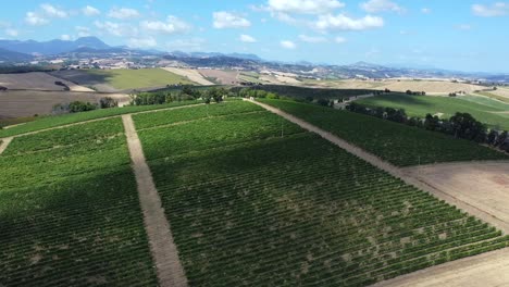 Aerial-view-of-vineyards-on-top-of-a-hill-in-the-Italian-Verdicchio-wine-production-area