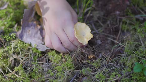 Toddler-girl-is-picking-mushrooms-in-a-forest-during-the-summer-1