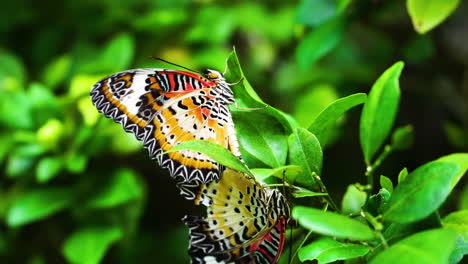 Paar-Cethosia-Schmetterlinge,-Die-Sich-Auf-Den-Pflanzenblättern-Im-Garten-Paaren