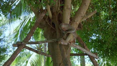 Young-monkey-is-sleeping-in-the-lap-of-mother-monkey-while-sitting-in-the-branch-of-a-tree-in-in-Danang-City,-Vietnam's-Khi-Son-Tra-peninsula