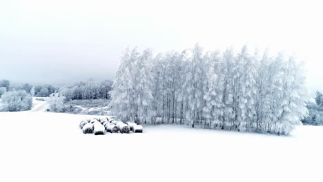 Snow-covers-a-farm-field-with-rolls-of-hay-and-clings-to-the-limbs-and-branches-of-trees---aerial-parallax