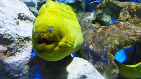 Large-yellow-moray-eel-next-to-rocks-in-large-aquarium