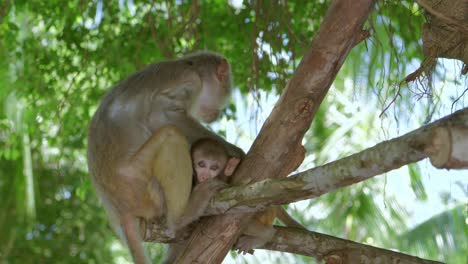 Golden-monkey-taking-care-of-his-child-in-the-tree-in-Danang-City,-Vietnam's-Khi-Son-Tra-peninsula
