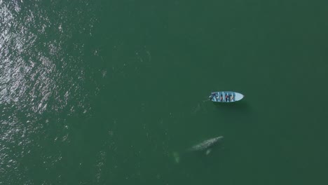Grey-Whale-Breaching-by-Small-Boat,-Aerial-Overhead-Top-Down-View-with-Copy-Space