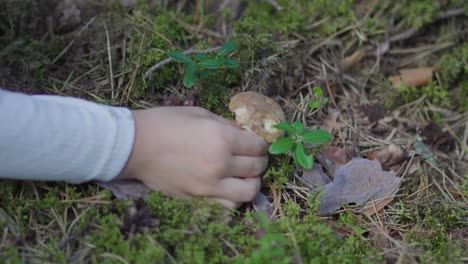 Toddler-girl-is-picking-mushrooms-in-a-forest-during-the-summer