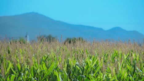 A-field-of-corn-plants-moved-by-the-wind-on-a-sunny-summer-morning-in-front-of-the-mountains