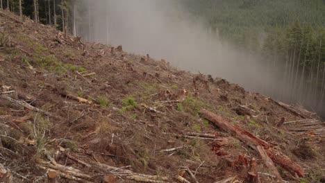 A-fresh-clearcut-forest-on-Vancouver-Island,-British-Columbia