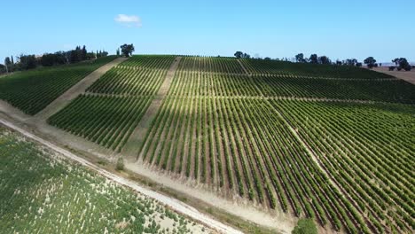 Fliegen-über-Die-Weinberge-In-Den-Hügeligen-Gebieten-Mittelitaliens,-Internationale-Weinproduktion