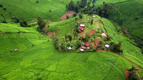 Landscape-Of-Green-Tea-Plantation-In-The-Highlands-Of-Kenya,-Africa