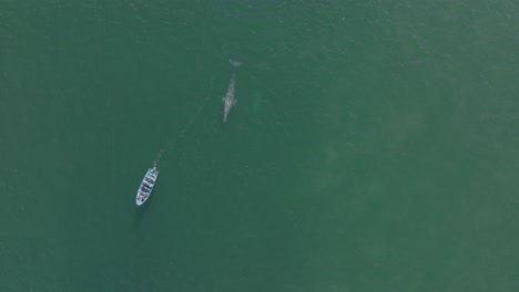 Kleines-Boot-Walbeobachtung,-Grauwal,-Der-Die-Oberfläche-Des-Pazifischen-Ozeans-Durchbricht,-Antenne