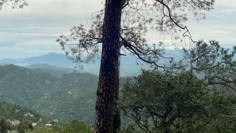Großer-Baum-Mit-Bergigem-Hintergrund-Der-Landschaft-In-Kasauli,-Indien