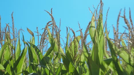 A-green-corn-field-moved-by-the-wind-with-a-blue-sky-in-a-sunny-morning-of-summer