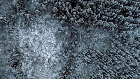 High-above-a-frozen-and-snowy-forest---aerial-straight-down-then-tilt-up-motion