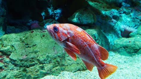 Schöner-Unsterblicher-Fisch-Sebastes-Miniatus,-Der-Neben-Felsen-In-Einem-Großen-Aquarium-Steht