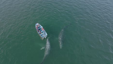 Whale-Watching-Boat-Encountering-Grey-Pod,-Aerial-Drone-View