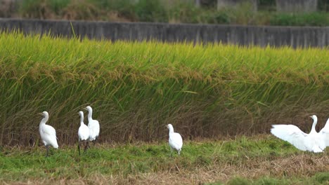 White-egrets-wading-birds-and-other-species-gathered-on-cultivated-rice-paddy-field-during-harvesting-season,-foraging-on-fallen-crops-after-harvester-tractor,-reaping,-threshing,-and-winnowing