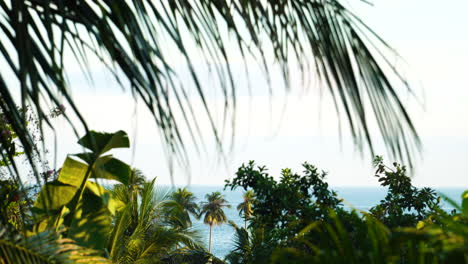 Green-Leaves-Of-Tropical-Palm-Trees-With-Blue-Sea-In-The-Background