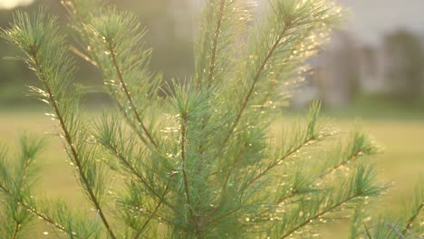 Small-pine-tree-covered-in-dew-in-morning-light